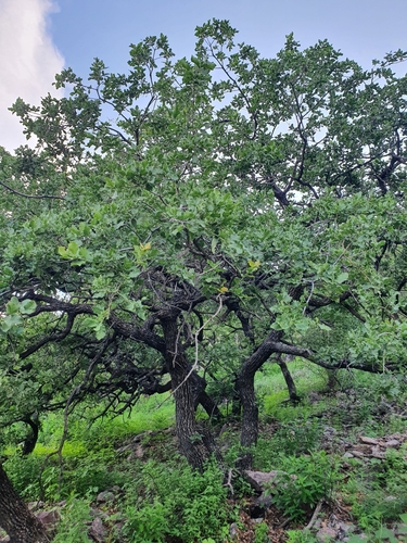 Image of Quercus chihuahuensis by (c) Luis Gonzalo Mata Hernandez, some rights reserved (CC BY)