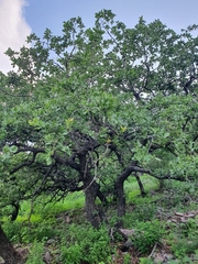 Quercus chihuahuensis