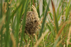 Cistothorus palustris