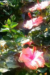 Hibiscus × archeri