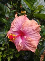Hibiscus × archeri