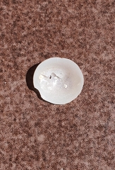 Calyptraea chinensis