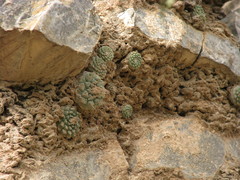 Strombocactus disciformis disciformis