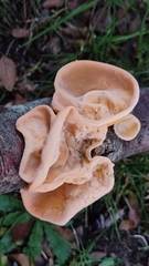 Aleurodiscus vitellinus