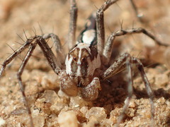 Oxyopes tridens
