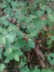 Phyllanthus neoleonensis