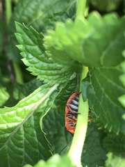 Pentatomomorpha