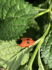 Pentatomomorpha
