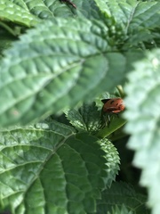 Pentatomomorpha