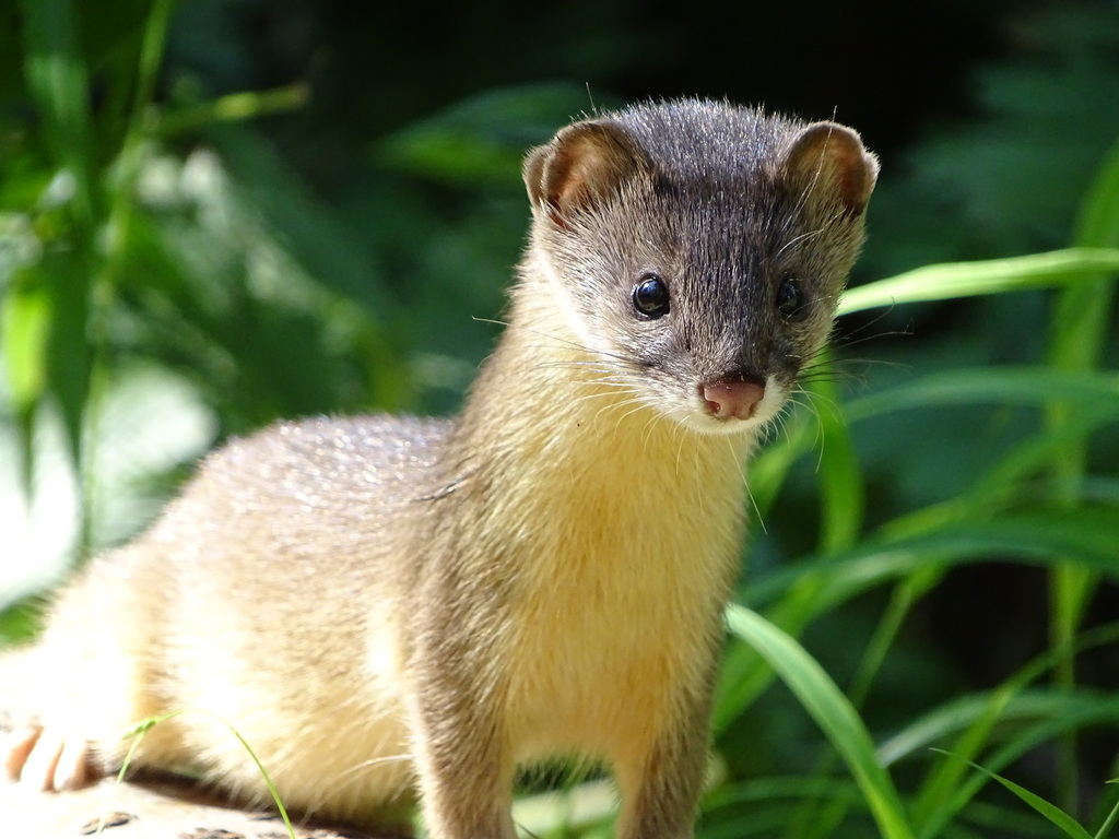 Mountain Weasel in July 2021 by aleks82 · iNaturalist