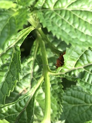 Pentatomomorpha
