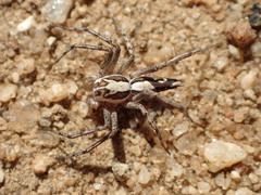 Oxyopes tridens