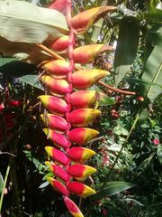 Image of Heliconia rostrata