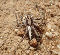 Oxyopes tridens