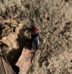 Parallelostethus attenuatus