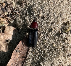 Parallelostethus attenuatus