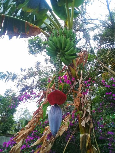 Musa ×paradisiaca iNat (1)