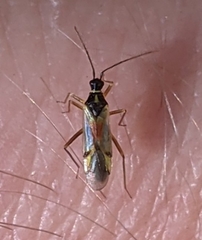 Tupiocoris