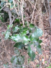 Citronella mucronata