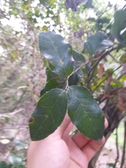 Citronella mucronata