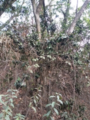 Citronella mucronata