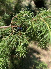 Juniperus