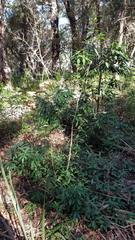 Tristaniopsis collina