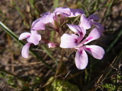 Pelargonium chelidonium