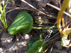 Pelargonium chelidonium