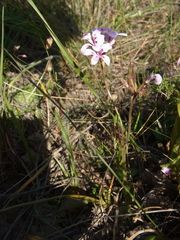 Pelargonium chelidonium