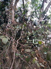 Citronella mucronata