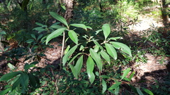 Tristaniopsis collina