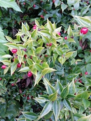 Sarcococca ruscifolia
