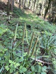 Carex agastachys