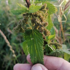 Urtica galeopsifolia