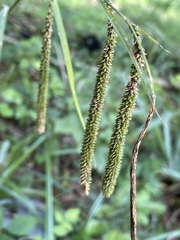 Carex agastachys