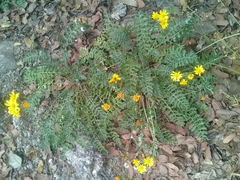 Packera montereyana