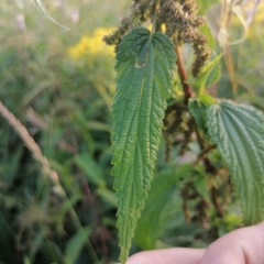 Urtica galeopsifolia