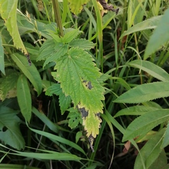Urtica galeopsifolia