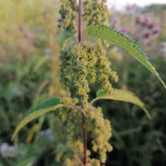 Urtica galeopsifolia