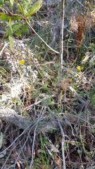 Pultenaea rosmarinifolia