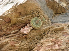 Strombocactus disciformis disciformis