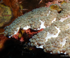 Physogyra lichtensteini