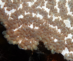 Physogyra lichtensteini