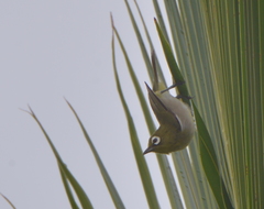 Zosterops xanthochroa