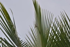 Zosterops xanthochroa