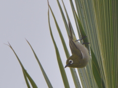 Zosterops xanthochroa