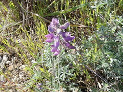 Lupinus albifrons collinus