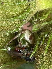 Australomisidia pilula