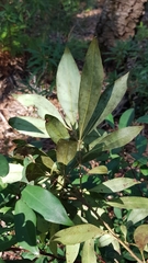 Tristaniopsis collina